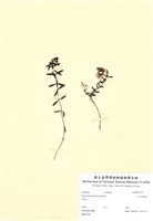 藏品(玉山金絲桃)的圖片